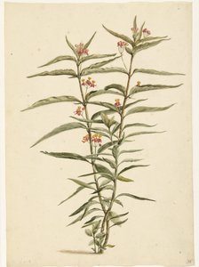咲くセントジョーンズワート (Asclepias curassavica) 作： Laurens Vincentsz. van der Vinne