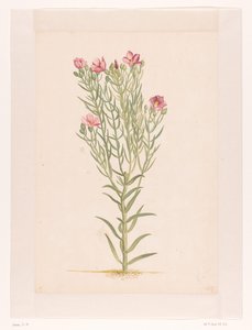 ピンクの花を持つ植物 (オブジェクトのタイトル)