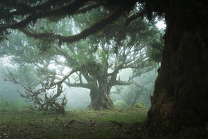 集いの森、2023年（写真） 作： 