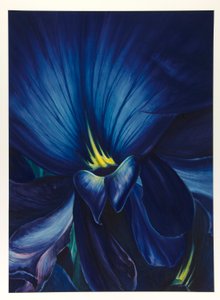 チャイニーズデルフィニウム 作： Leon Carroll