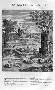 Les Marecages (The swamplands)