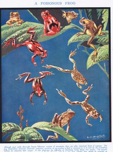 毒カエル、「生命の科学」のイラスト 作： Leonard Robert Brightwell