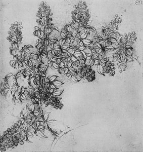 ブラックベリーの枝、c1480 1945 作： Leonardo da Vinci