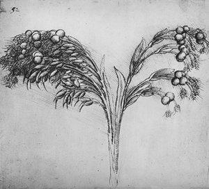 長い茎の植物、c1480 1945 作： Leonardo da Vinci
