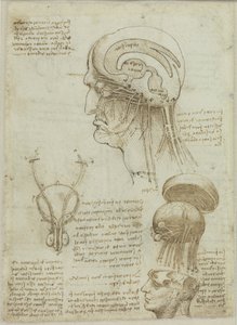 1506年から1508年にかけての解剖図とメモを含む写本シート。