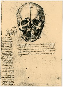 人間の頭蓋骨の解剖学的スケッチ、c1472-1519 作： Leonardo da Vinci