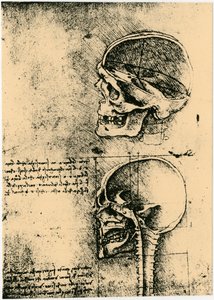 解剖学的スケッチ、人間の頭蓋骨の 2 つの研究、c1489 作： Leonardo da Vinci