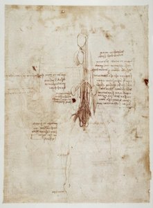 アナトミエステン 作： Leonardo da Vinci