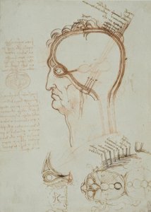 アナトミエステン 作： Leonardo da Vinci