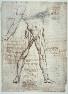 アナトミエステン 作： Leonardo da Vinci