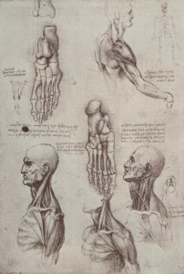 アナトミエステン 作： Leonardo da Vinci