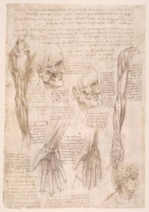 アナトミエステン 作： Leonardo da Vinci