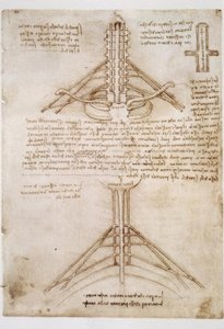 アナトミエステン 作： Leonardo da Vinci