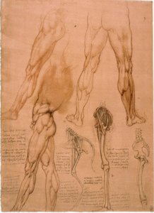 解剖学研究：脚の筋肉 作： Leonardo da Vinci