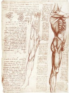 解剖学研究：体幹と脚の筋肉 作： Leonardo da Vinci