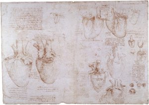 解剖学研究：表面の静脈... 作： Leonardo da Vinci