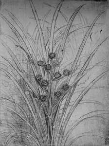 開花ラッシュ、c1480 1945 作： Leonardo da Vinci