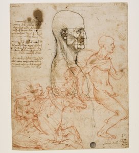 プロポーションの研究によるプロファイルの人間の胸像c。 1490-1499。 作： Leonardo da Vinci