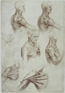 レオナルド-首–肩の筋肉- f。 136v 作： Leonardo da Vinci
