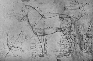 左側の横向きの馬の計測図、c1480 1945 作： Leonardo da Vinci