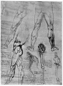 比較解剖学の研究、1506-1507 1954 作： Leonardo da Vinci