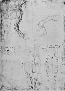 馬の前脚と馬の頭の測定図の研究、c1480 1945 作： Leonardo da Vinci