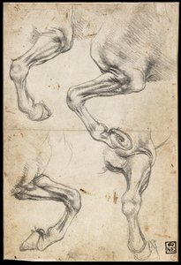 馬の脚の研究
