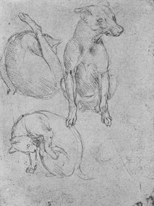 犬と猫の研究、c1480 1945 作： Leonardo da Vinci