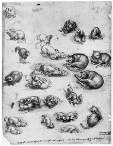 猫の研究、1513-1515 1954 作： Leonardo da Vinci
