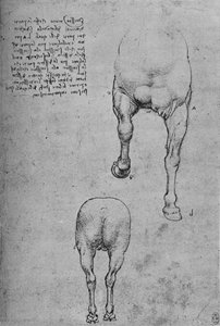馬の前四半期と後四半期の研究、c1480 1945