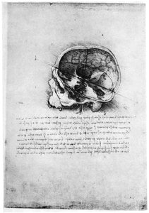 1954年後半または16世紀初頭の人間の頭蓋骨の研究。 作： Leonardo da Vinci