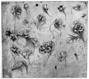花の研究、c1481-1483 1954。 作： Leonardo da Vinci
