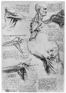 肩関節の研究、1510-1511 1954 作： Leonardo da Vinci
