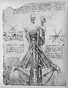 首の腱を示すスケルトンの背面図の研究、c1480 1945 作： Leonardo da Vinci