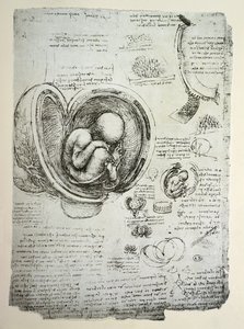 子宮内の人間の胎児、ファクシミリのコピー 作： Leonardo da Vinci