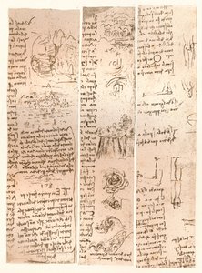 3つの図面、c1472-c1519 1883 作： Leonardo da Vinci