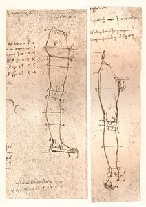 人物の比率の理論を説明する2つの図、c1472-c1519 1883 作： Leonardo da Vinci