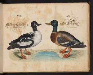 「水鳥、魚類、四つ足の獣、昆虫、ミミズの正確な自然描写と線引きで、ストラスバーグ [ストラスブール] の水域で発見され、私自身が撮影して処理しました。レナード・ボールドナー、ストラスバーグの漁師と市民 "、c 作： Leonhard Baldner