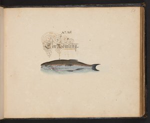 「水鳥、魚類、四つ足の獣、昆虫、ミミズの正確な自然描写と線引きで、ストラスバーグ [ストラスブール] の水域で発見され、私自身が撮影して処理しました。レナード・ボールドナー、ストラスバーグの漁師と市民 "、c 作： Leonhard Baldner