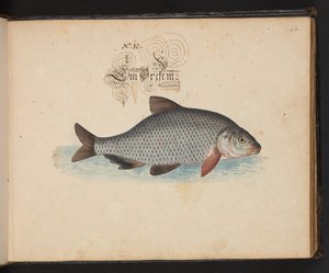 「水鳥、魚類、四つ足の獣、昆虫、ミミズの正確な自然描写と線引きで、ストラスバーグ [ストラスブール] の水域で発見され、私自身が撮影して処理しました。レナード・ボールドナー、ストラスバーグの漁師と市民 "、c 作： Leonhard Baldner