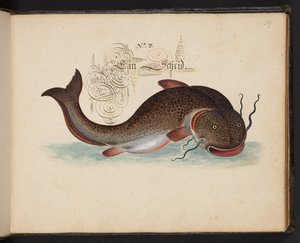 「水鳥、魚類、四つ足の獣、昆虫、ミミズの正確な自然描写と線引きで、ストラスバーグ [ストラスブール] の水域で発見され、私自身が撮影して処理しました。レナード・ボールドナー、ストラスバーグの漁師と市民 "、c 作： Leonhard Baldner