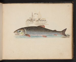 「水鳥、魚類、四つ足の獣、昆虫、ワームの正確な自然描写と線引きであり、ストラスバーグ [ストラスブール] の水域で発見され、私自身が撃ち、扱ったものです。レナード・ボールドナー、ストラスバーグの漁師と市民 "、c 作： Leonhard Baldner