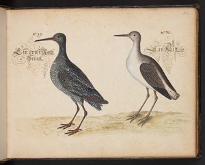 「水鳥、魚類、四つ足の獣、昆虫、ワームの正確な自然描写と線引きであり、ストラスバーグ [ストラスブール] の水域で発見され、私自身が撃ち、扱ったものです。レナード・ボールドナー、ストラスバーグの漁師と市民 "、c 作： Leonhard Baldner