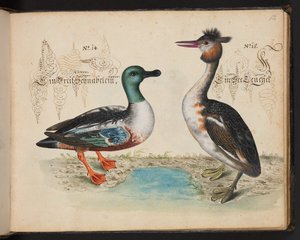 「水鳥、魚類、四つ足の獣、昆虫、ワームの正確な自然描写と線引きであり、ストラスバーグ [ストラスブール] の水域で発見され、私自身が撃ち、扱ったものです。レナード・ボールドナー、ストラスバーグの漁師と市民 "、c 作： Leonhard Baldner