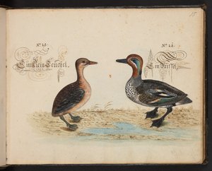 「水鳥、魚類、四つ足の獣、昆虫、ミミズの正確な自然描写と線引きで、ストラスバーグ [ストラスブール] の水域で発見され、私自身が撮影して処理しました。レナード・ボールドナー、ストラスバーグの漁師と市民 "、c 作： Leonhard Baldner