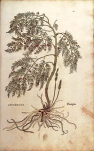 アスパラガス（Asparagus officinalis）Leonhart Fuchs著 「De historia stirpium commentarii insignes（植物の歴史に関する注目すべき解説書）」より カラーの彫刻版 作： Leonhard Fuchs