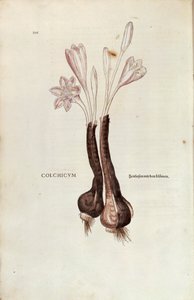 レオンハルト・フックスによる秋のクロッカス（Colchicum autumnale）（『De historia stirpium commentarii insignes (Notable Commentaries on the History of Plants)』より）、彩色済みエングレーヴィング。