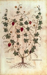 バルサムアップル（Momordica balsamina）、Leonhart Fuchs著、「De historia stirpium commentarii insignes（植物の歴史に関する注目すべき解説）」より、カラーのエングレーヴィング。 作： Leonhard Fuchs
