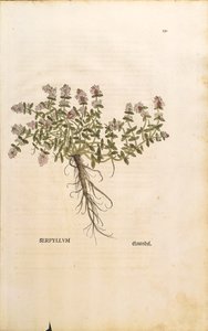 ブレックランドまたはワイルドタイム（Thymus serpyllum）、Leonhart Fuchsによるカラーエングレーヴィング 作： Leonhard Fuchs