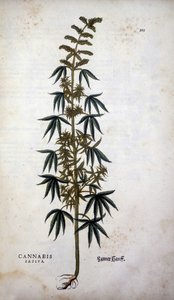 Cannabis Sativa (Hemp cultivtive) - Leonhart Fuchsの "De Historia Stirpium commentarii insignia "にて